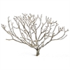 Coral bush, 19-24", case of five bushes(shipping included!)