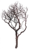 Natural Red Manzanita Branches, 36" Tall