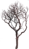 Natural Red Manzanita Branches, 42" Tall