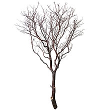 Natural Red Manzanita Tree, 72"