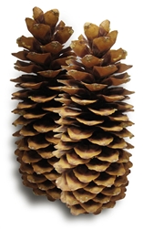 Sugar Pine Pinecone, Small