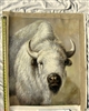 OP-12  White Buffalo - 24" x 30" Original Oil Painting