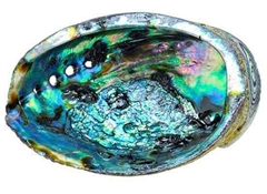 Wholesale Abalone Shell