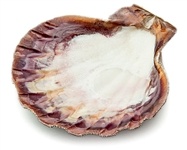 Wholesale Lion Paw Shell