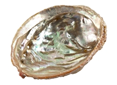 Wholesale Abalone Shell