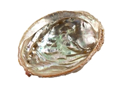 Wholesale Abalone Shell