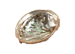 Wholesale Abalone Shell