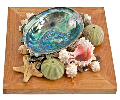 Wholesale Abalone Shell