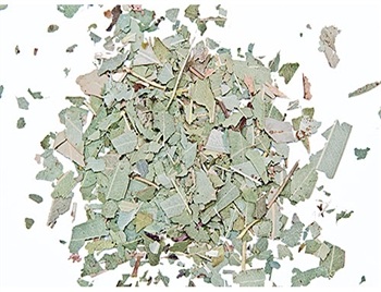 Wholesale Eucalyptus Leaves