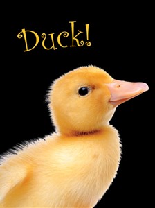 1288 BD Duck!