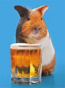1309 BD Guinea pig with beer
