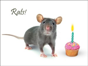 1319 BD Rats!