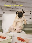 1362 BD Pug ate too much pizza