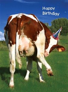 1371 BD Cow, party hat