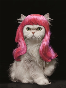 1417 BD Cat with pink wig