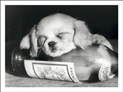 2125 BD Dog asleep on wine bottle