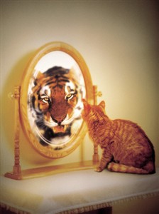 2171 BD Cat with tiger reflection