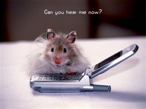 2917 BB Hamster w/ cell phone