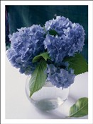 5114 GW Hydrangeas in glass vase