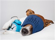 5137 GW Dog asleep with alarm clock