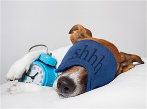5137 GW Dog asleep with alarm clock