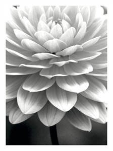 5412 SY Black & white chrysanthemum