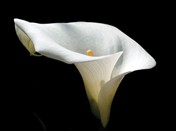 5424 SY Calla lily