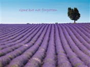5433 SY Lavender field