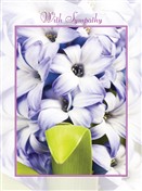 5435 SY Purple hyacinth