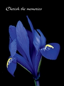 5441 SY Blue iris