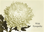 5446 SY Chrysanthemum