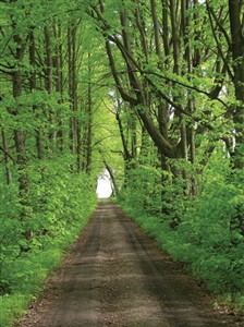 5716 EC Tree-lined road