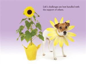 5741 CF Dog & sunflower