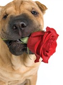 6123 LV Sharpei holds rose