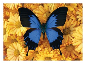 6415 TY Butterfly in flower patch