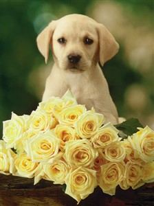 6417 TY Dog & yellow roses