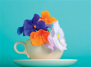 6633 NC Pansies in cup