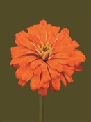 6635 NC Orange mum