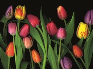 6637 NC Colorful tulips