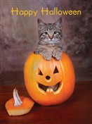 7129 HW Cat in pumpkin