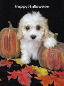 7131 HW Puppy, pumpkins, leaves