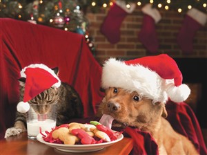 7563 CH Pets tasting milk & cookies