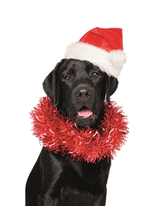 7570 CH Black lab as Santa