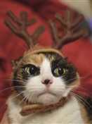 7574 CH Cat as reindeer