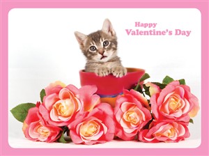 8155 VL Cat in pot with pink roses