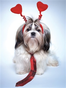 8158 VL Shih tzu with tie & hearts