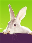8335 ES Bunny on purple cushion
