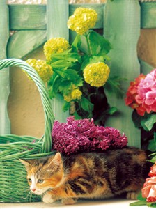 8511 MD Cat and flowers