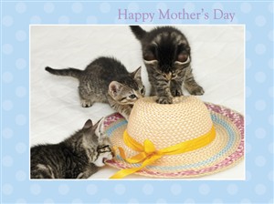 8539 MD Three kittens & straw hat