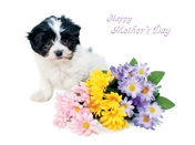 8548 MD Puppy, flowers